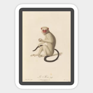 Silvery marmoset Sticker